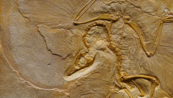 Fossile représentant l’infinie métamorphose de notre présence sur Terre.
