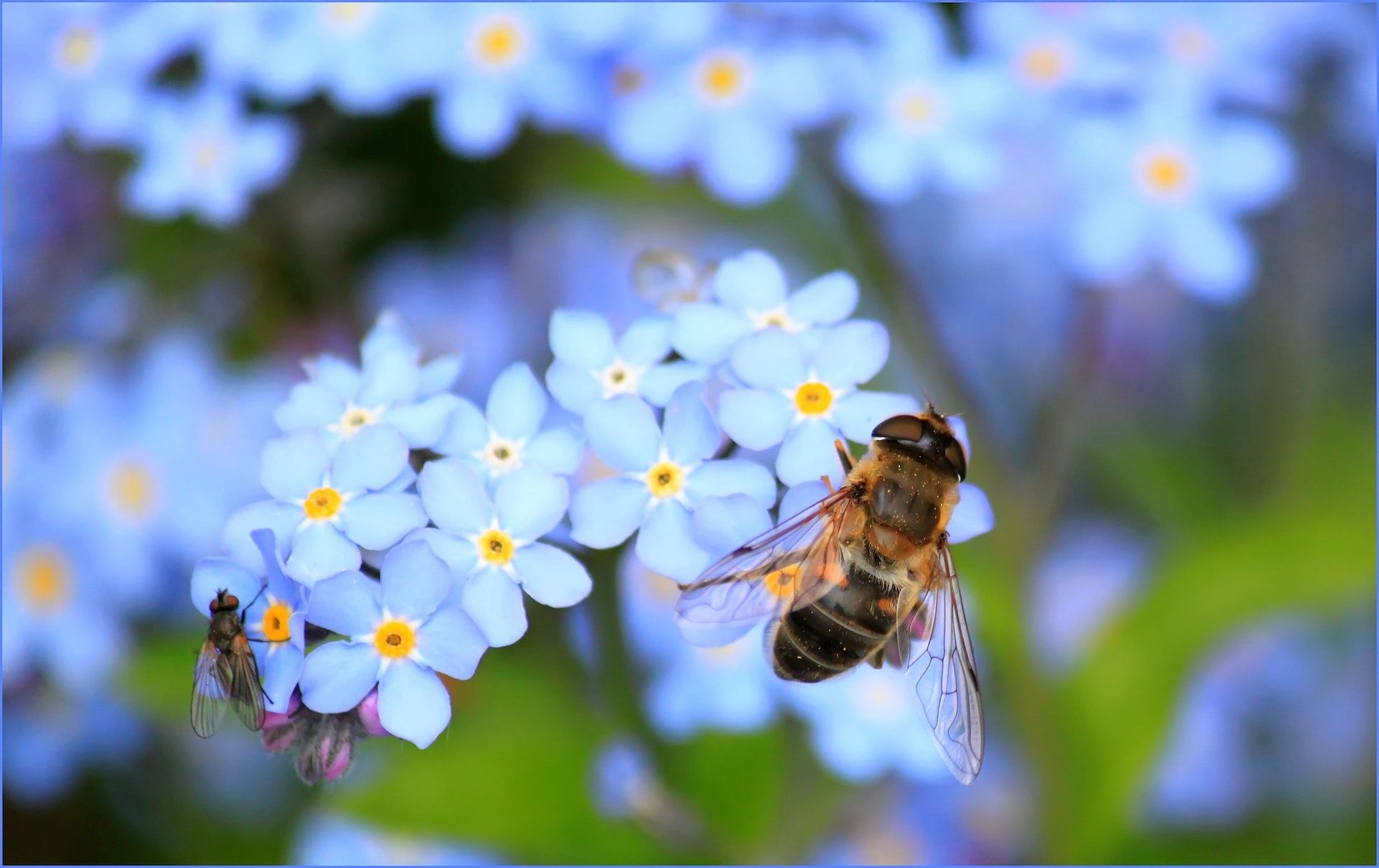 L’abeille et sa contribution florissante à l’Humanité. Se Regarder Voir est-il un acte qui y contribue