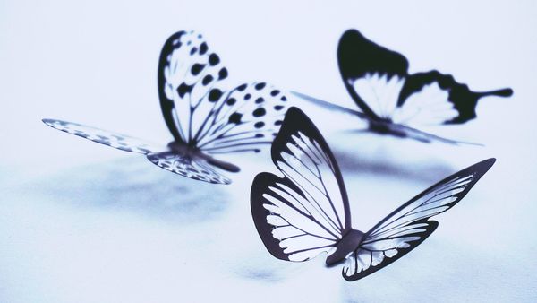 Un papillon : une pensée qui vole. (Félix Leclerc) - article non-dit assourdissant