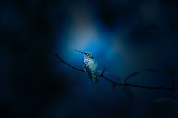 Le colibri de la légende amérindienne est un activiste de la qualité de conscience